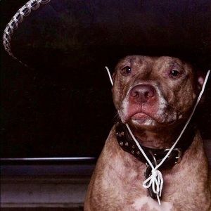 Meet your Posher, Brandon